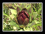 tasty plants