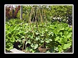 large crop gardening