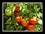 fresh organic tomatoes