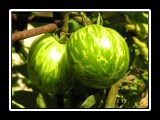 fresh melon for desert