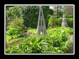 large homegrown  garden