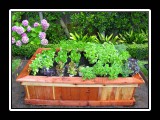 raised bed full of plants