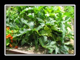 freshest salad available
