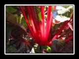 Rhubarb