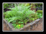 brentwood back yard garden
