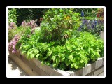 raised bed full of bounty