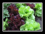 fresh lettuce 