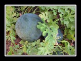 tasty homegrown melon