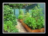 home grown raised bed garden